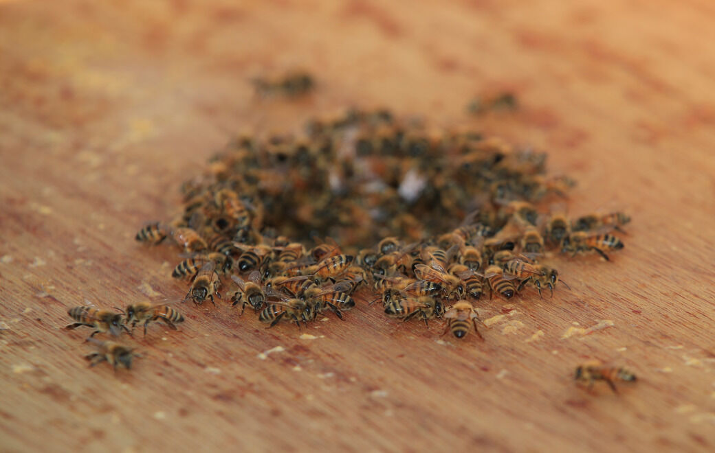 UB bee hives